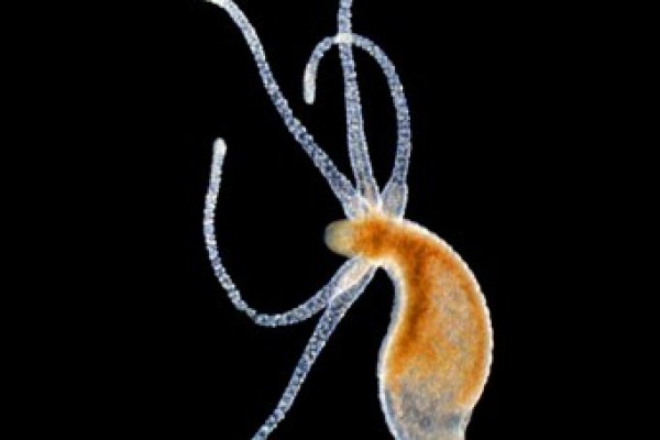 Сайт кракен через тор